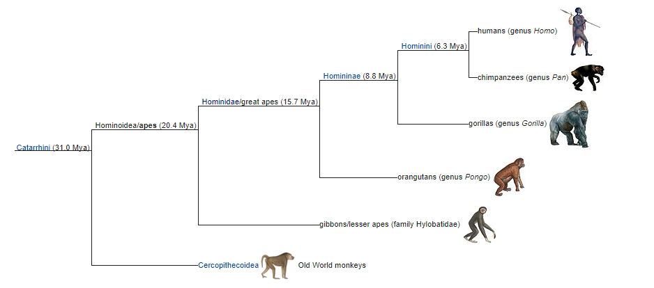 ApeCladogram